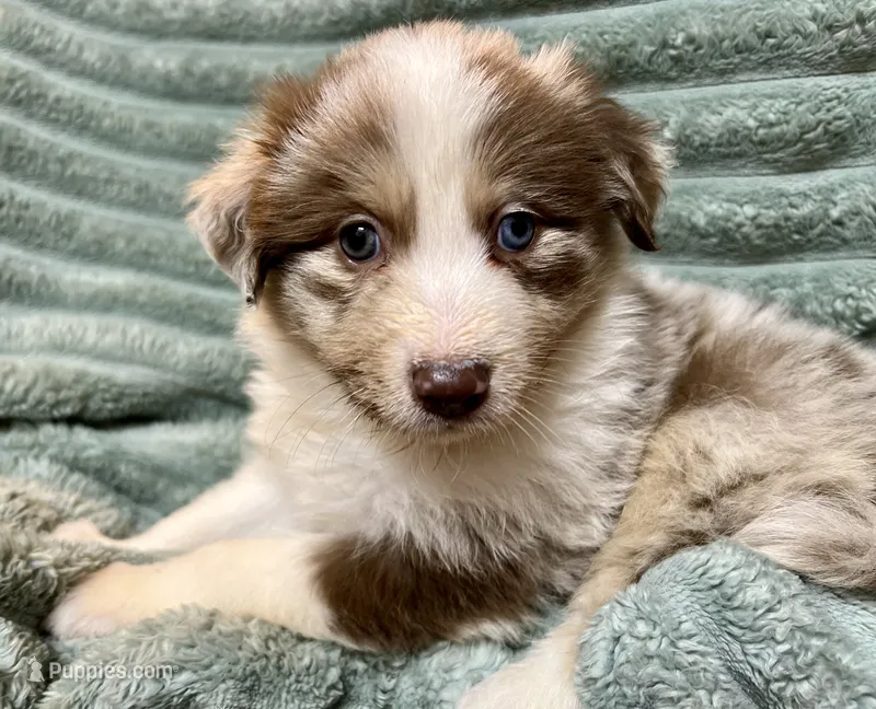 Rufus – Australian Shepherd puppy for sale in Milford, OH