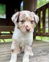 Snickerdoodle, a male Australian Shepherd for sale in Milford, OH – 2 of 6