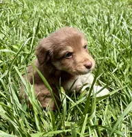 Shortbread, a male Australian Shepherd for sale in Milford, OH – 6 of 10