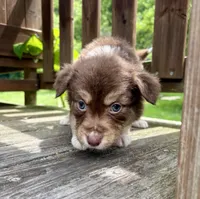 Biscuit, a female Australian Shepherd for sale in Milford, OH – 3 of 7