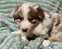 Rufus, a male Australian Shepherd for sale in Milford, OH – 5 of 5