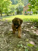 Poppy, a female Aussiedoodle for sale in Milford, OH – 4 of 8