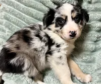 Ruthie, a female Australian Shepherd for sale in Milford, OH – 5 of 5