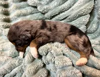 Willow, a female Aussiedoodle for sale in Milford, OH – 4 of 5