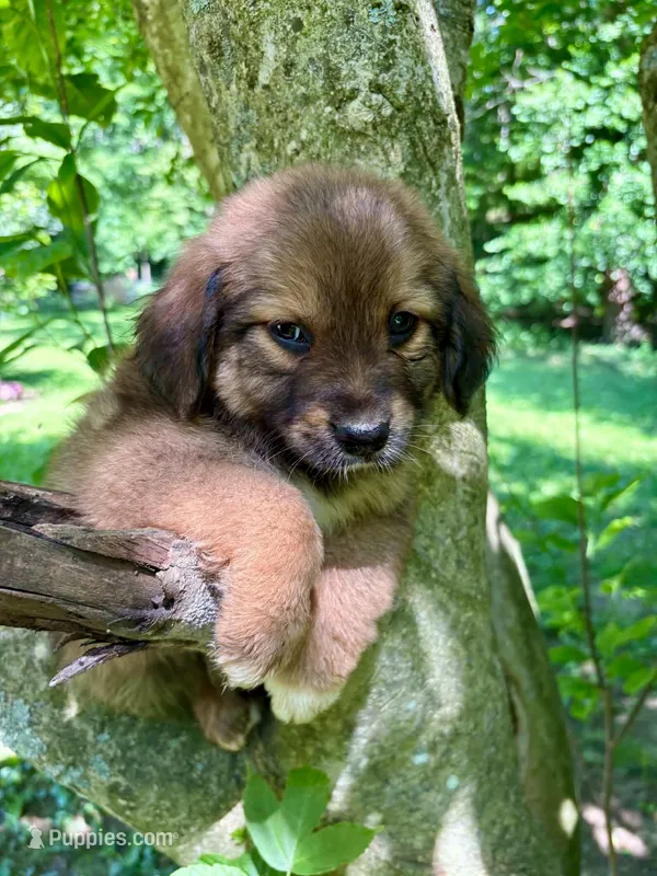 Juniper – Aussiedoodle puppy for sale in Milford, OH