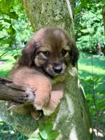Juniper, a female Aussiedoodle for sale in Milford, OH – 1 of 7