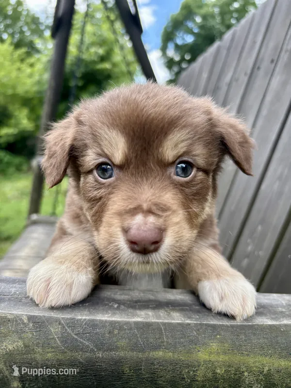 Biscuit – Australian Shepherd puppy for sale in Milford, OH
