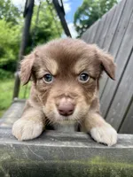 Biscuit, a female Australian Shepherd for sale in Milford, OH – 1 of 7