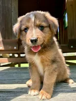 Briar, a male Aussiedoodle for sale in Milford, OH – 4 of 7