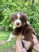 Rosalina, a female Australian Shepherd for sale in Milford, OH – 1 of 6