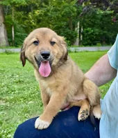 Juniper, a female Australian Shepherd and Aussiedoodle for sale in Milford, OH – 4 of 10