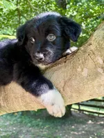 Tucker, a male Australian Shepherd for sale in Milford, OH – 2 of 7