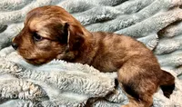Oakley, a male Aussiedoodle for sale in Milford, OH – 3 of 3