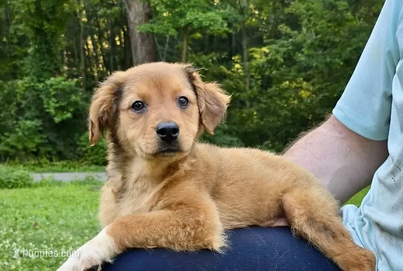 Oakley – Australian Shepherd, Aussiedoodle puppy for sale in Milford, OH