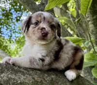 Snickerdoodle, a male Australian Shepherd for sale in Milford, OH – 4 of 6