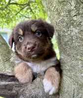 Cocoa, a female Australian Shepherd for sale in Milford, OH – 4 of 5