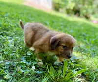 Clover, a female Aussiedoodle for sale in Milford, OH – 6 of 7