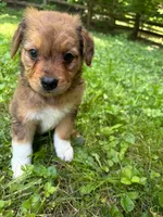 Oakley, a male Australian Shepherd and Aussiedoodle for sale in Milford, OH – 9 of 10