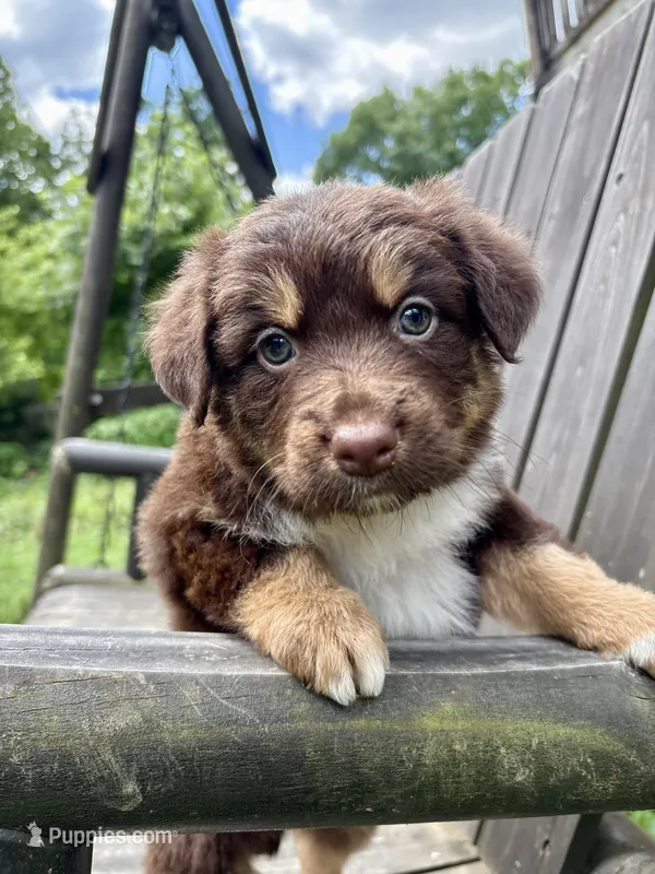 Cocoa – Australian Shepherd puppy for sale in Milford, OH