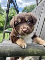 Cocoa, a female Australian Shepherd for sale in Milford, OH – 1 of 5