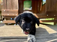 Tucker, a male Australian Shepherd for sale in Milford, OH – 5 of 7