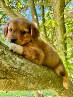 Oakley, a male Aussiedoodle for sale in Milford, OH – 2 of 9