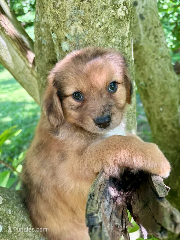 Ivy – Aussiedoodle puppy for sale in Milford, OH