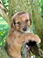 Ivy, a female Aussiedoodle for sale in Milford, OH – 1 of 8