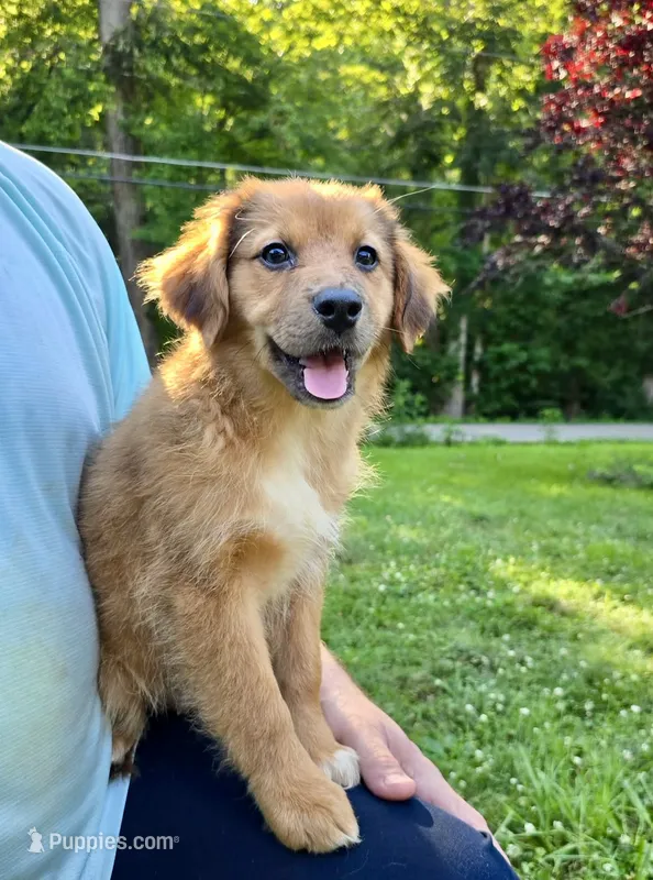 Ivy – Australian Shepherd, Aussiedoodle puppy for sale in Milford, OH