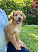 Ivy, a female Australian Shepherd and Aussiedoodle for sale in Milford, OH – 1 of 10