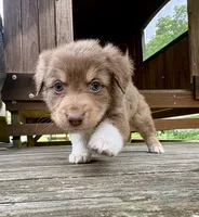 Shortbread, a male Australian Shepherd for sale in Milford, OH – 2 of 10