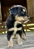 Brookie, a male Australian Shepherd for sale in Milford, OH – 7 of 8