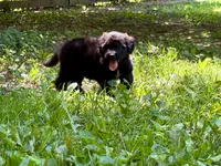 Flint, a male Aussiedoodle for sale in Milford, OH – 5 of 10