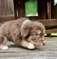 Biscuit, a female Australian Shepherd for sale in Milford, OH – 6 of 7