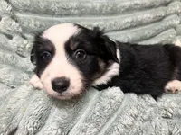 Millie, a female Australian Shepherd for sale in Milford, OH – 5 of 5