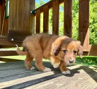 Clover, a female Aussiedoodle for sale in Milford, OH – 3 of 7