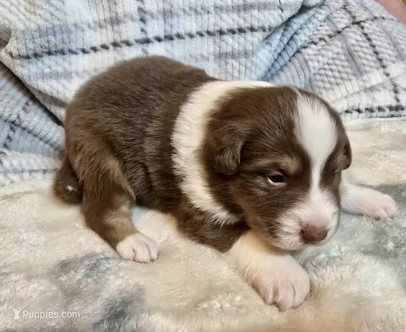 Alice – Australian Shepherd puppy for sale in Milford, OH