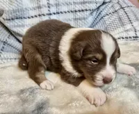Alice, a female Australian Shepherd for sale in Milford, OH – 1 of 1