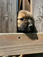 Poppy, a female Aussiedoodle for sale in Milford, OH – 5 of 8