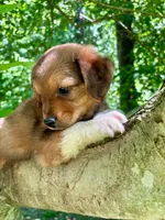 Oakley, a male Aussiedoodle for sale in Milford, OH – 3 of 9