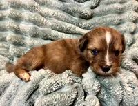 Briar, a male Aussiedoodle for sale in Milford, OH – 3 of 3