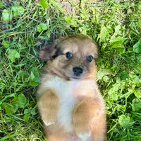 Ivy, a female Aussiedoodle for sale in Milford, OH – 6 of 8