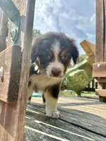 Rosalina, a female Australian Shepherd for sale in Milford, OH – 5 of 6