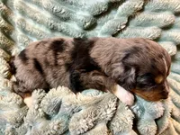 Willow, a female Aussiedoodle for sale in Milford, OH – 5 of 5