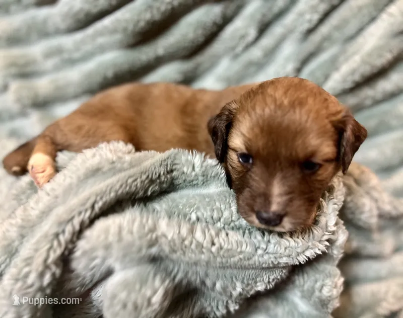 Clover – Aussiedoodle puppy for sale in Milford, OH