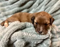 Clover, a female Aussiedoodle for sale in Milford, OH – 1 of 1