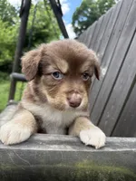 Biscuit, a female Australian Shepherd for sale in Milford, OH – 9 of 9