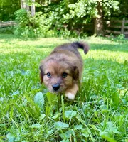 Ivy, a female Aussiedoodle for sale in Milford, OH – 5 of 8