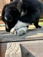 Tucker, a male Australian Shepherd for sale in Milford, OH – 4 of 7