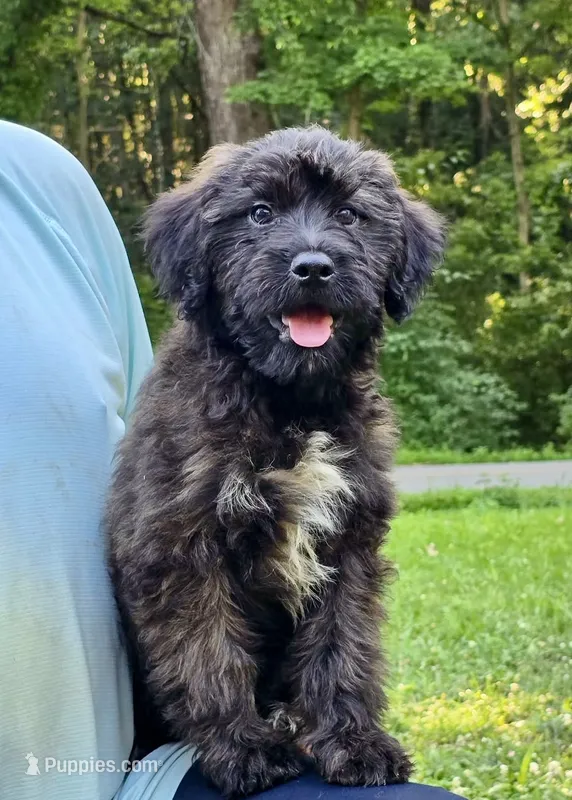 Flint – Australian Shepherd, Aussiedoodle puppy on hold in Milford, OH